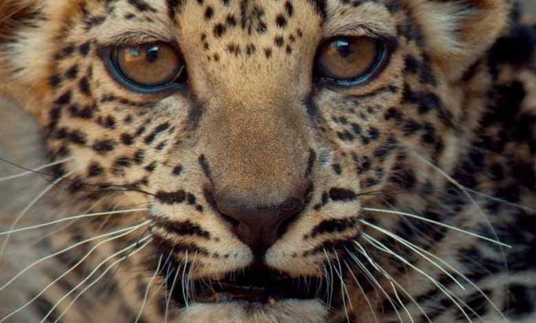 Save the Endangered Species: Birth of Arabian Leopard Cub in Saudi Arabia  an Important Step 