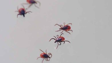 US: a non-agenarian who died from a tick-borne virus