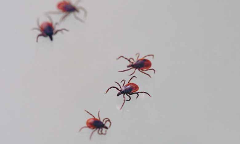 US: a non-agenarian who died from a tick-borne virus