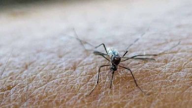 “Daytime mosquito predation has long been neglected. Researchers from the Institute of Research for Development in Bangui – Central African Republic – have just called into question studies carried out in the past on the behavior of mosquitoes during the day.