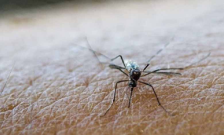 “Daytime mosquito predation has long been neglected. Researchers from the Institute of Research for Development in Bangui – Central African Republic – have just called into question studies carried out in the past on the behavior of mosquitoes during the day.