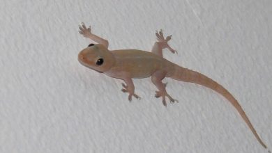 American scientists have solved the mystery of margouillats