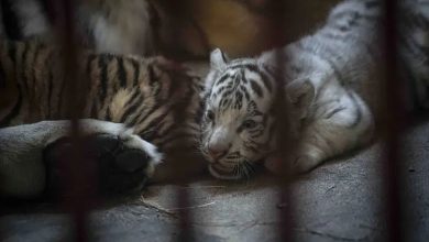 Cuba: Birth of a fifth Bengal tiger in a zoo
