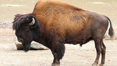 European bison reintroduced to England