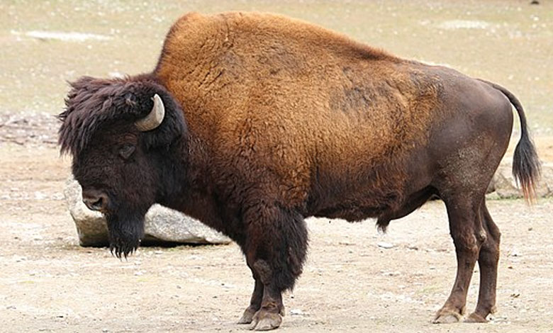 European bison reintroduced to England