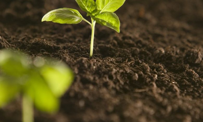 Pollutants in the soil can damage our hearts