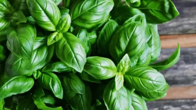 Health - The Benefits of Basil
