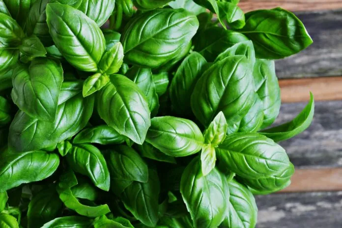 Health - The Benefits of Basil
