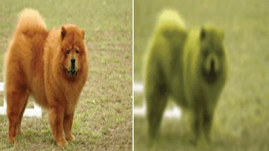 How do dogs actually see the world?