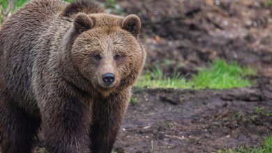 Each year, brown bears gain weight, then hibernate and barely move for months. This behavior would promote diabetes in humans, but not in grizzly bears whose organisms can turn insulin resistance on and off almost like a switch. This was revealed by scientists from the State University of Washington (USA) in a study published in the journal iScience.