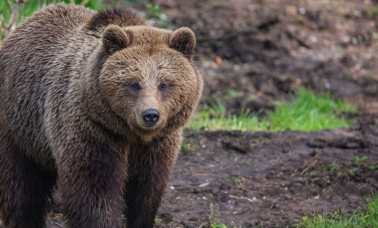 Each year, brown bears gain weight, then hibernate and barely move for months. This behavior would promote diabetes in humans, but not in grizzly bears whose organisms can turn insulin resistance on and off almost like a switch. This was revealed by scientists from the State University of Washington (USA) in a study published in the journal iScience.
