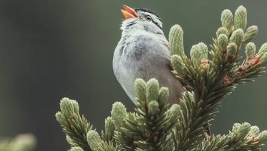 Birdsong reduces anxiety