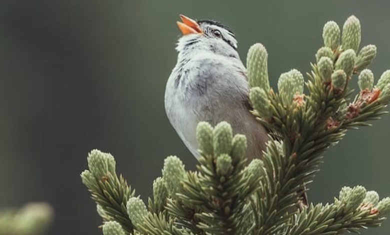 Birdsong reduces anxiety