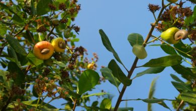 Here’s why you should eat cashews in the fall