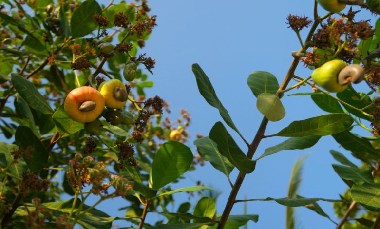 Here’s why you should eat cashews in the fall