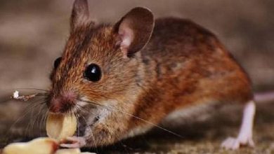 Japanese study - Rats also react to music