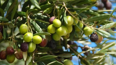 A naturally occurring treatment found in olive leaves