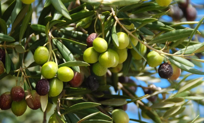 A naturally occurring treatment found in olive leaves