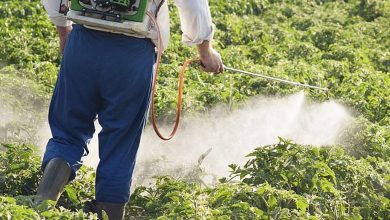 Best to evade insecticides as much as possible