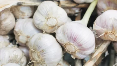 Eating garlic can boost your health capital