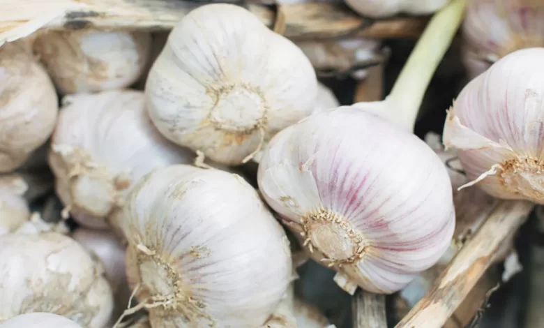 Eating garlic can boost your health capital