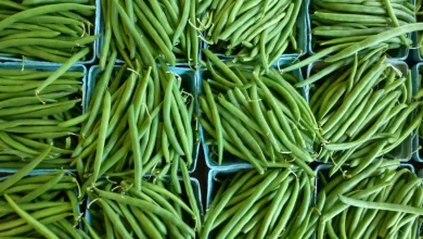 Foie gras, salmon, yule log… the festive meals are particularly rich. To regain balance, it may be interesting to focus on certain foods. For example, the American Heart Association advises to bet on green beans to compensate a little “abundance of foods high in fat and calories”.