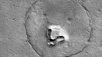 "Bear" on the surface of Mars. A stunning photo that raises a commotion