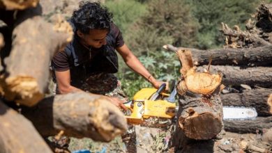 Due to the Houthi siege, desperate Yemenis are cutting down precious trees to stay alive