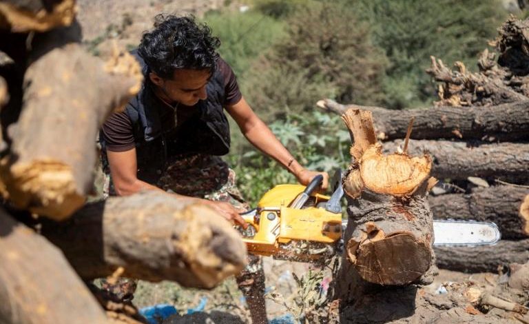 Due to the Houthi siege, desperate Yemenis are cutting down precious trees to stay alive