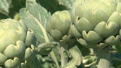 The artichoke, the green gold of Roussillon