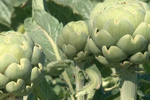 The artichoke, the green gold of Roussillon