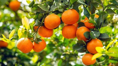 Orange- the amazing story of this citrus fruit