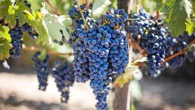 Protect against dementia and lower cholesterol: The benefits of grapes