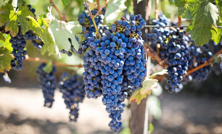 Protect against dementia and lower cholesterol: The benefits of grapes