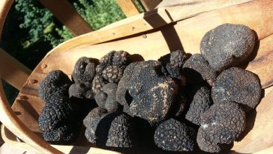 The black truffle, star of mushrooms