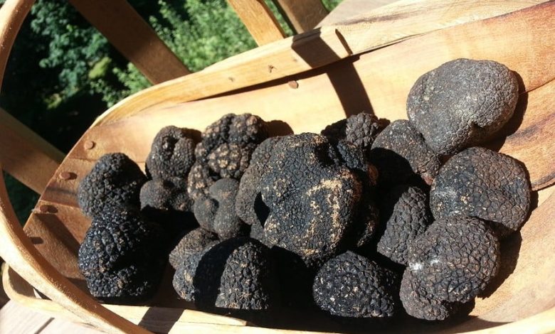 The black truffle, star of mushrooms