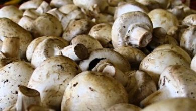 5 good reasons to eat mushrooms after 50 years