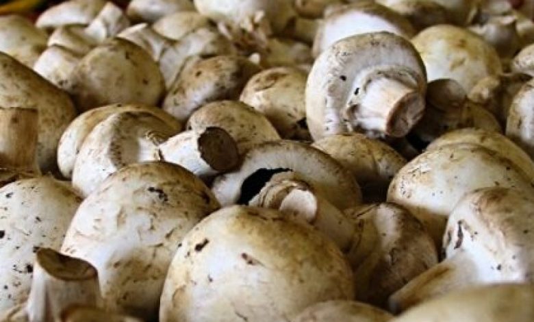 5 good reasons to eat mushrooms after 50 years