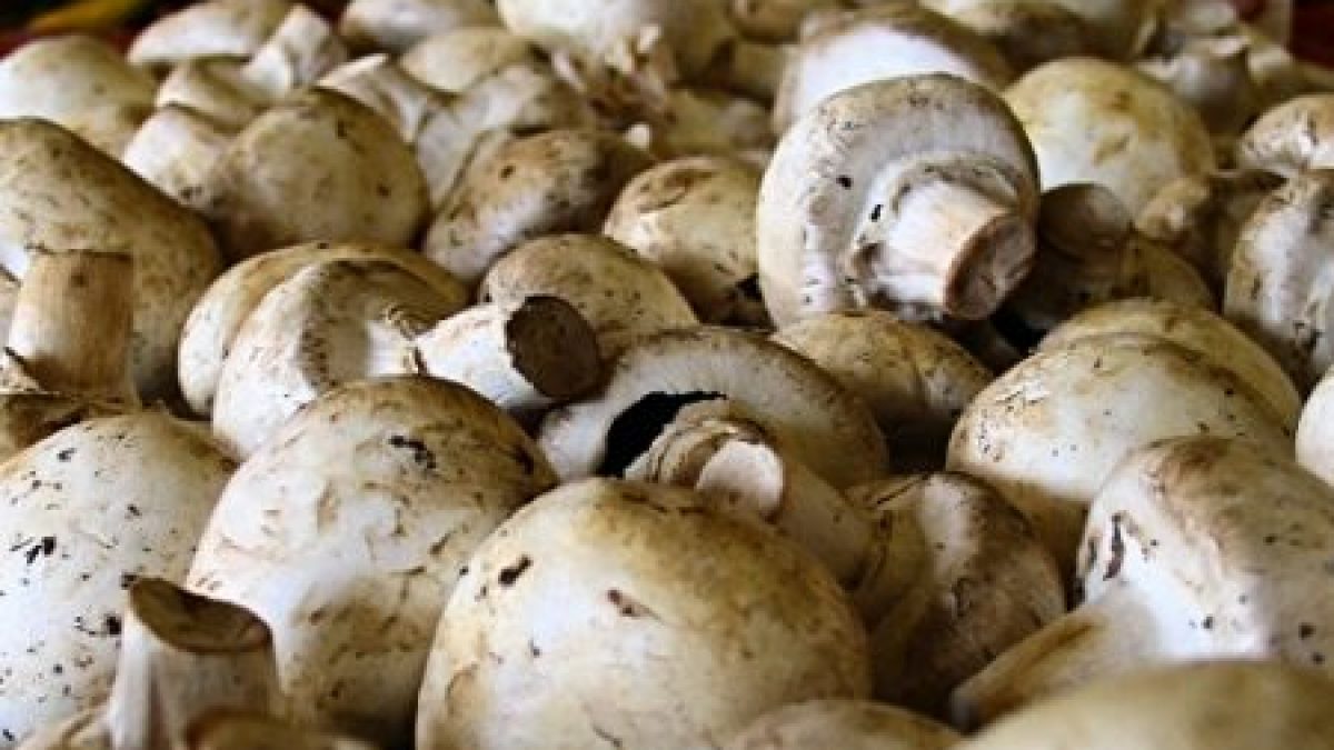 5 good reasons to eat mushrooms after 50 years - En.ImArabic