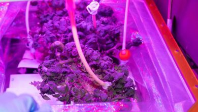 Sultan Al Neyadi studies sustainable food security in space (photos)