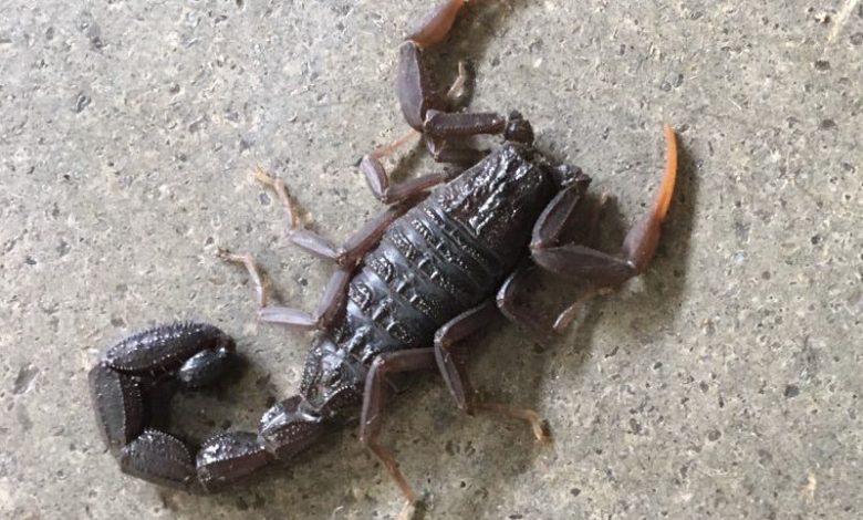 Bad luck... a scorpion bites a lady in the air
