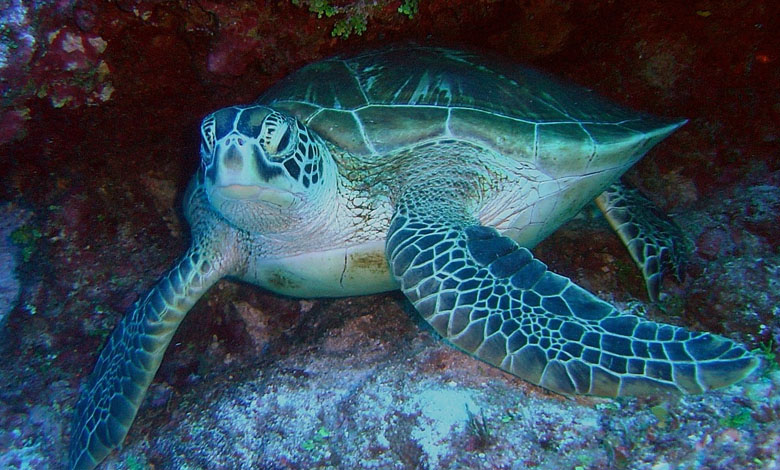 'Big fine' on French restaurant over sea turtles