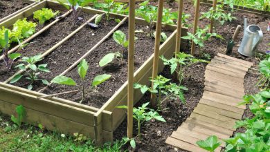 Gardening: what fruits and vegetables to plant together in the vegetable garden?