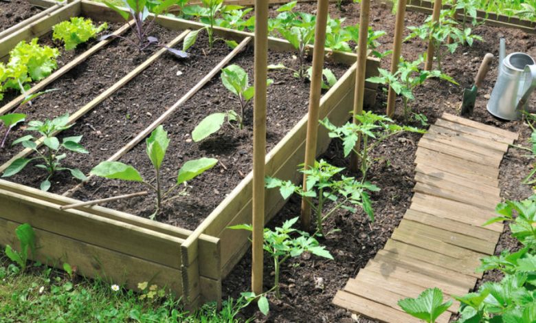 Gardening: what fruits and vegetables to plant together in the vegetable garden?