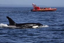 Killer Whale Attacks- Boats Sink Off Spain