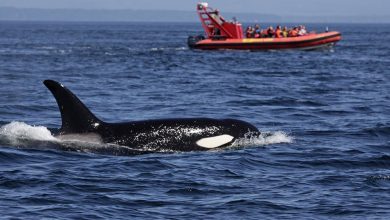 Killer Whale Attacks- Boats Sink Off Spain