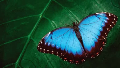 Morpho amazonica discovery- Dazzling butterfly reveals rich biodiversity in Amazon