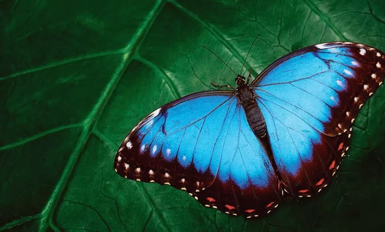Morpho amazonica discovery- Dazzling butterfly reveals rich biodiversity in Amazon