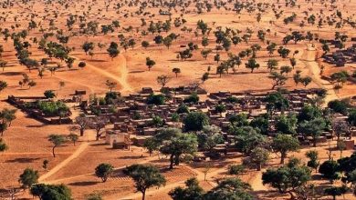 Study: Trees in arid areas are at risk of climate aridification