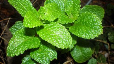 Fatigue, digestion: 5 aromatic plants excellent for health